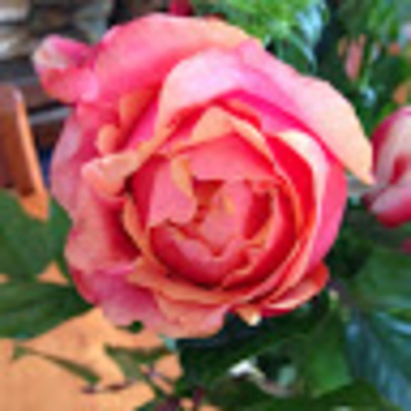 Meet your Posher, Kate - Picture 1 of 1